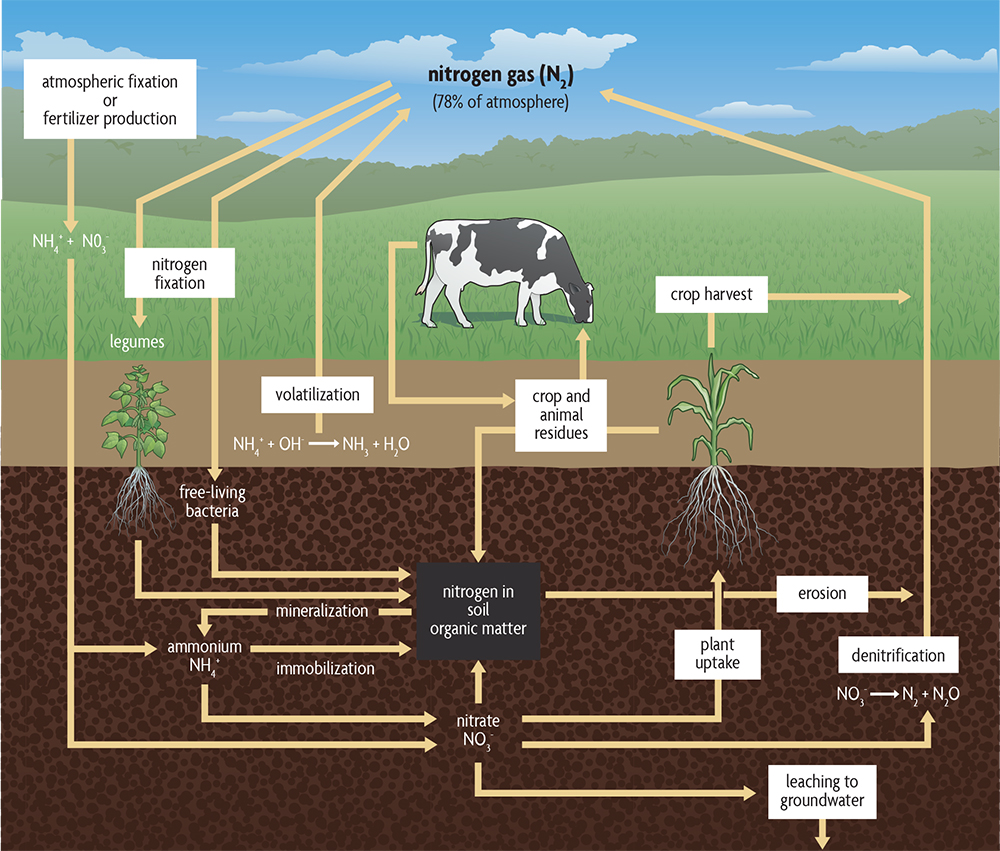 nitrogen cycle in agriculture
