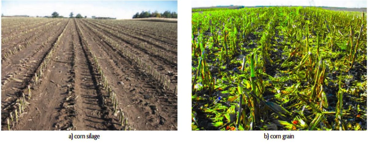 soil surface after harvest of corn grain and sillage