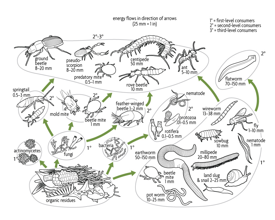soil food web