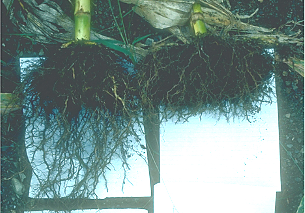 corns root in soil