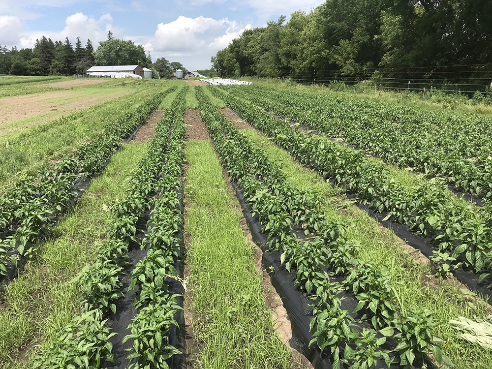 image of plastic mulch
