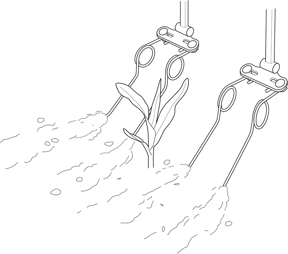 Drawing of a torsion weeder next to a crop