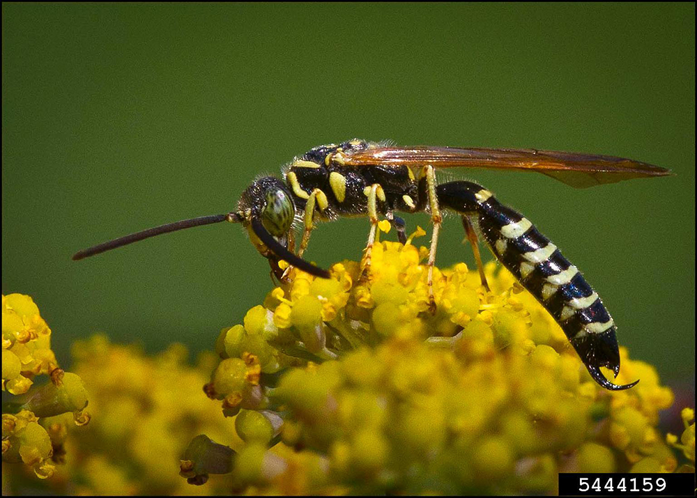 Five-banded tiphiid wasp