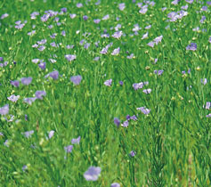 A green field with purple flowers