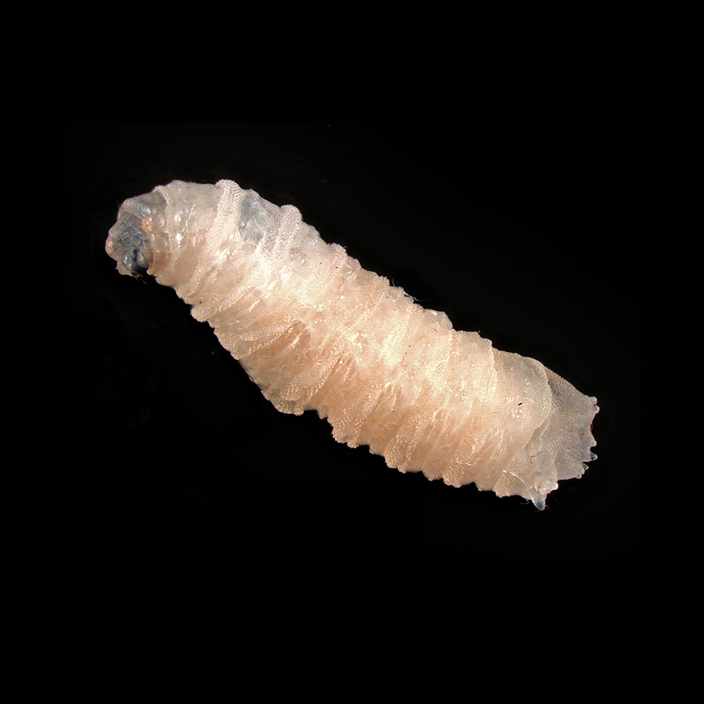 White flesh fly larva