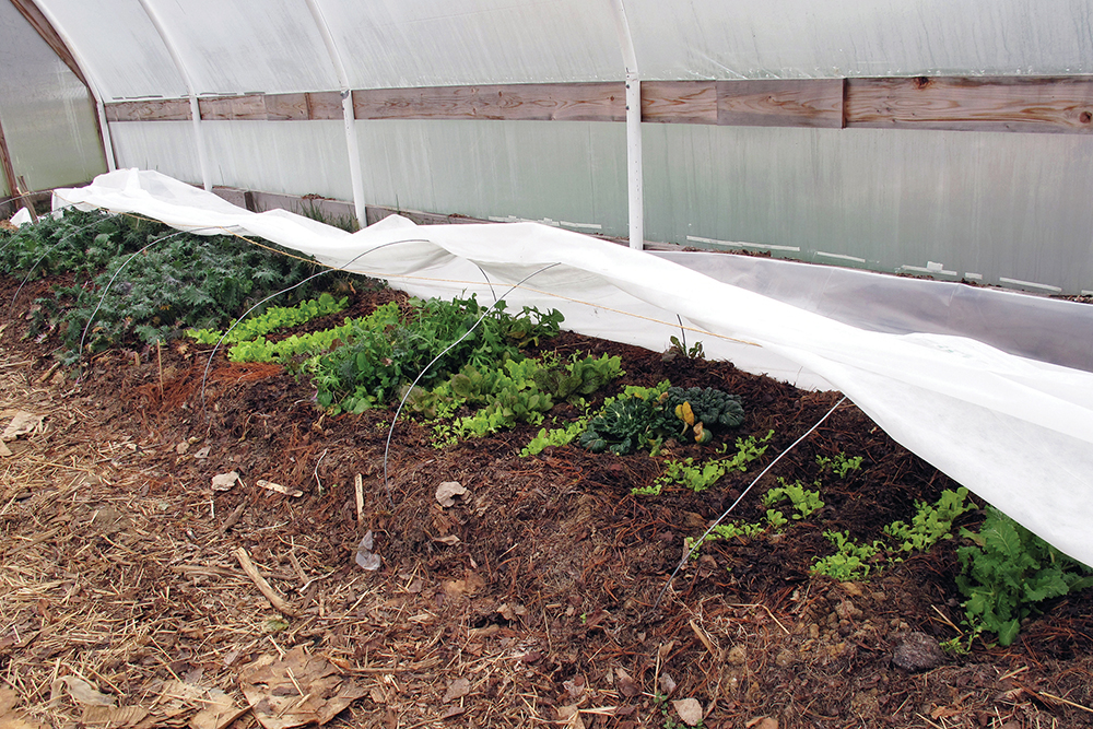 A flow tunnel inside of a greenhouse with green crops growing under a white tarp