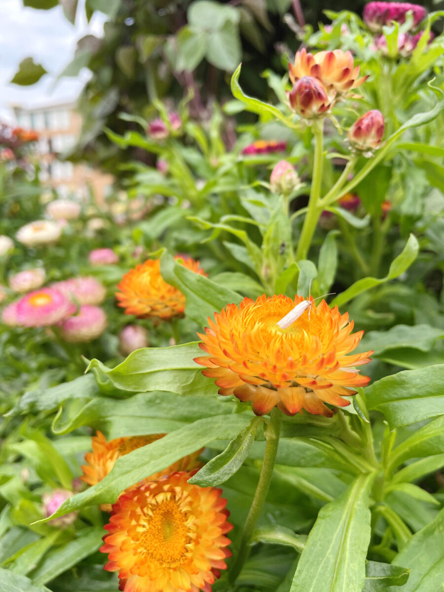 a close up of a variety of ornamental flowering plants