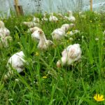 A flock of chicks in grass