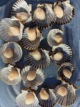 Scallop abductor meat following harvest - photo credit: Jordan Kramer