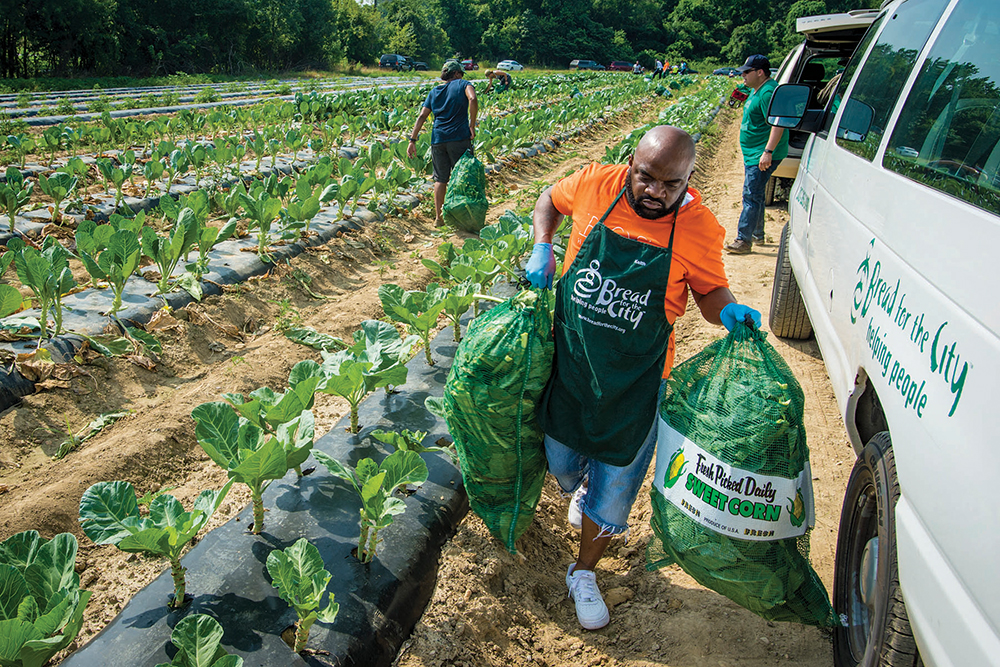 A man carries two large bags of harvested greens labeled sweet corn into a food bank van from a farm of rows of crops with two people in the back.