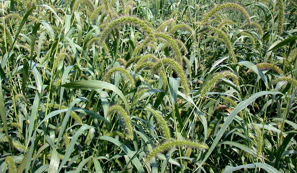 Giant foxtail stand