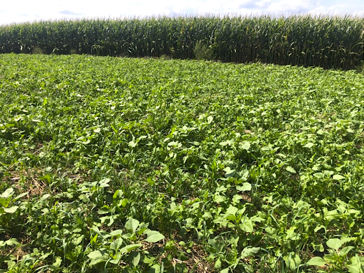This diverse mix of cover crops isn't tall but it's well established, with no soil exposed