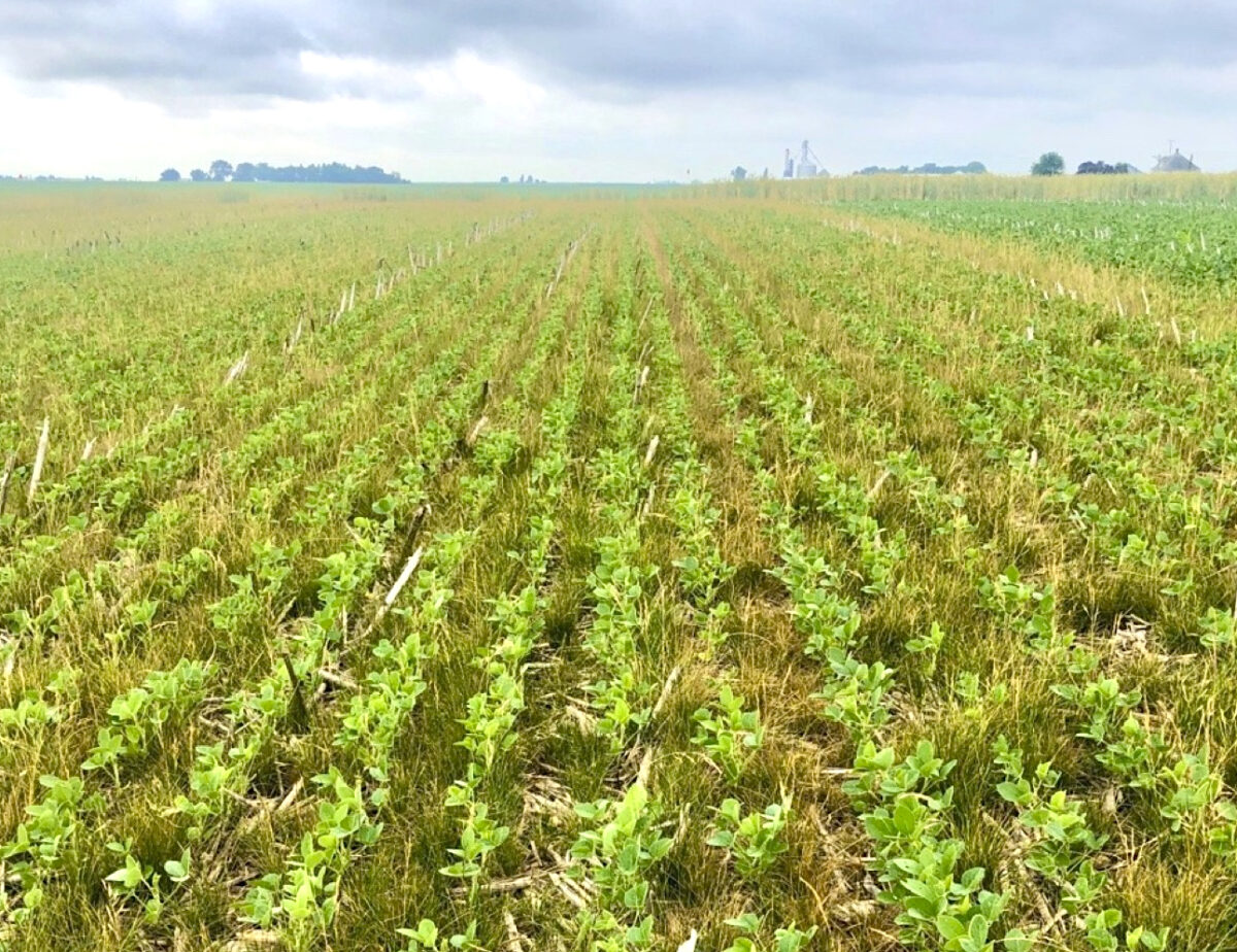 These strips of soybeans are a few inches tall, as is the bluegrass growing between the strips.