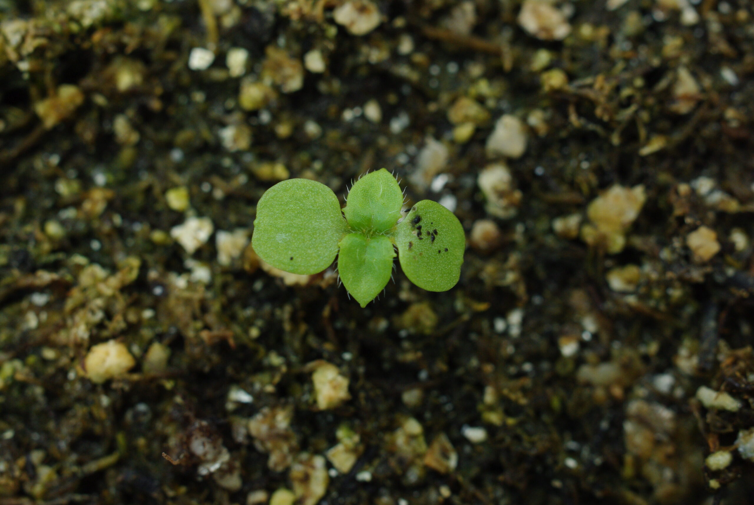 Hairy galinsoga seedling