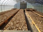 Garlic drying in greenhouse