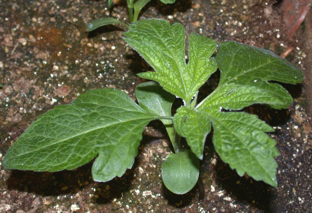 Giant ragweed seedling
