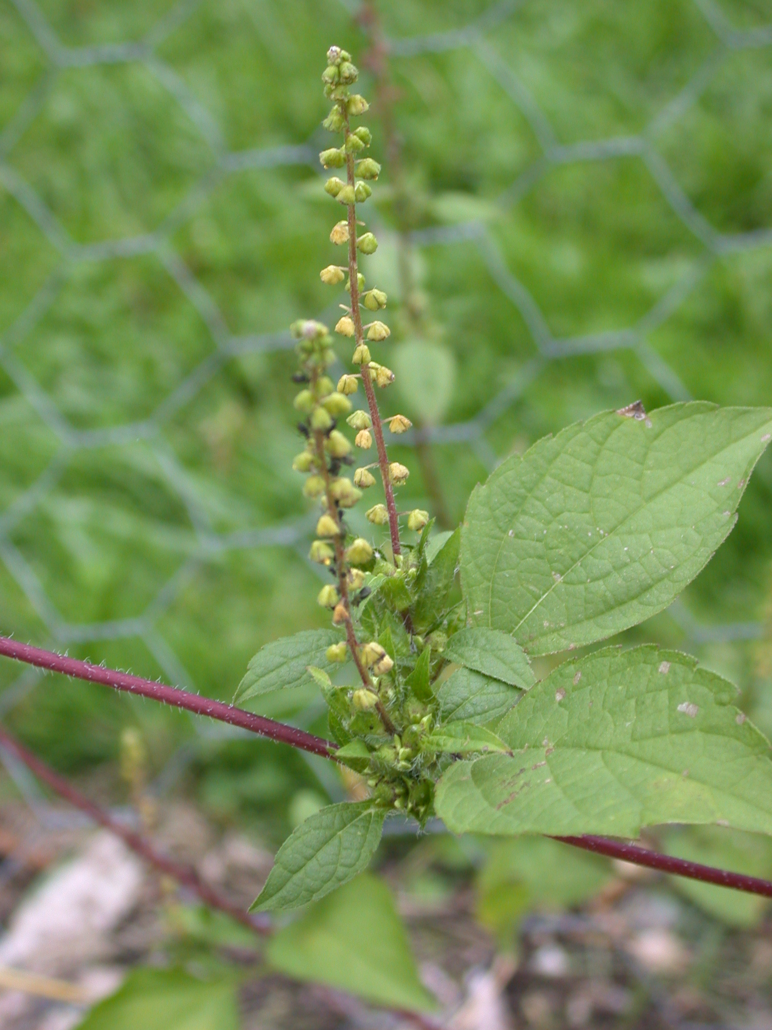 Giant Ragweed SARE