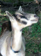 goat Goat looking up outside