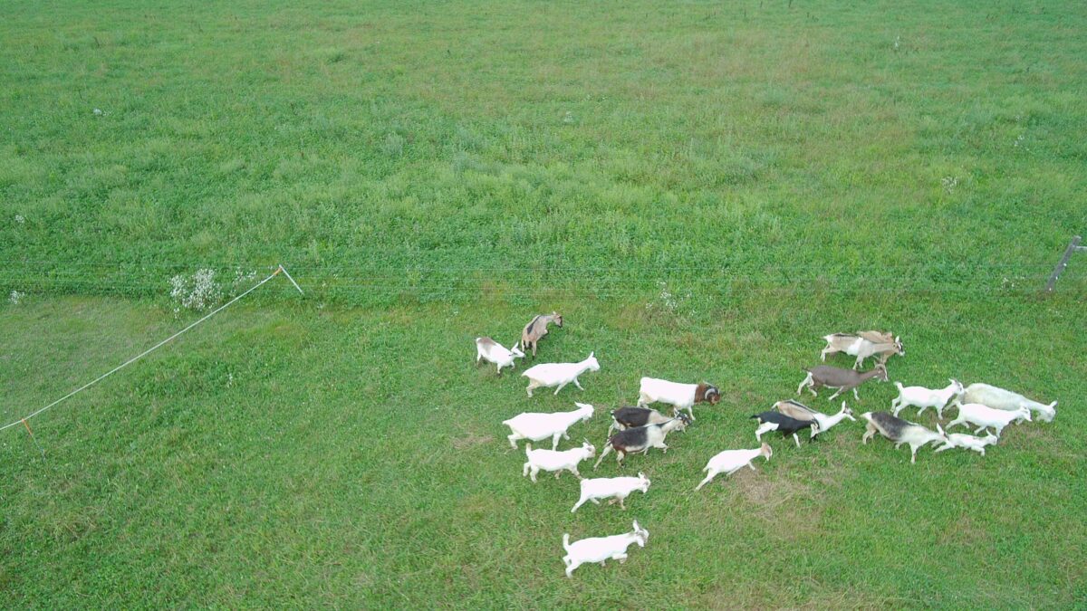 Goats on pasture in a rotational grazing system. Photo courtesy Robert
Braun, Pigeon River Farm