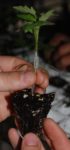 A plant being stuck into a piece of soil through a tube