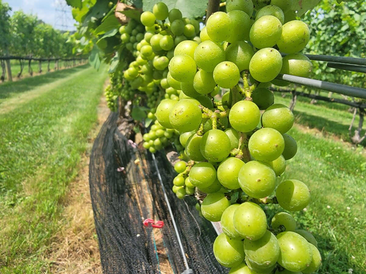 Grapes on a vine