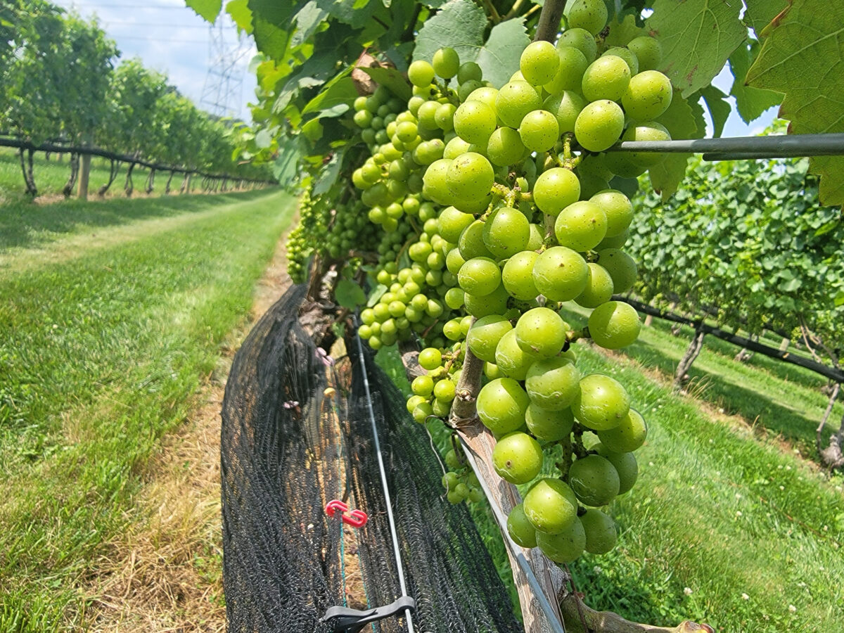 Green grapes on vines.