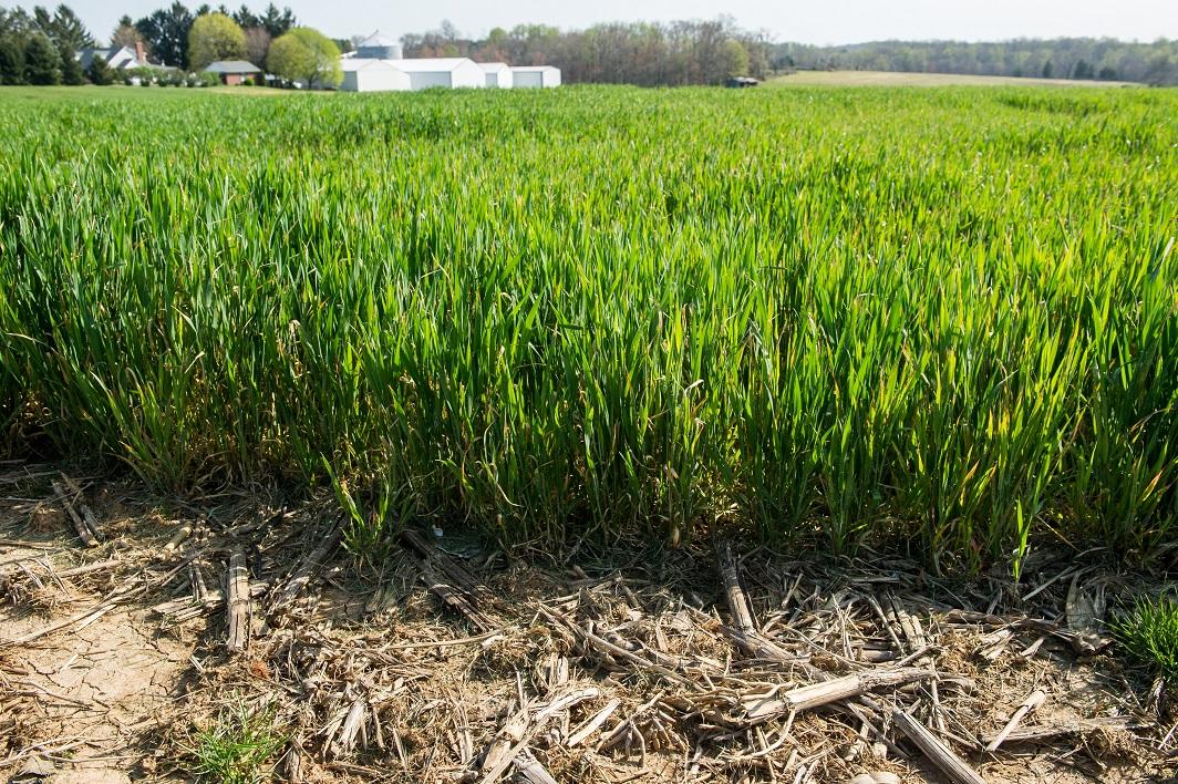 Cover Crop Effects On Songbirds And Game Birds Sare