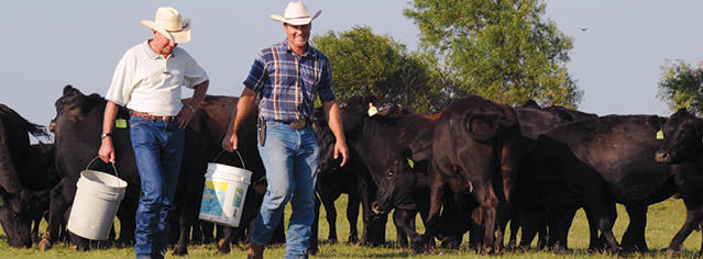Two men carrying buckets in front of cattle Two men carrying buckets in front of cattle
