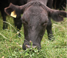 cow grazing black cow grazing