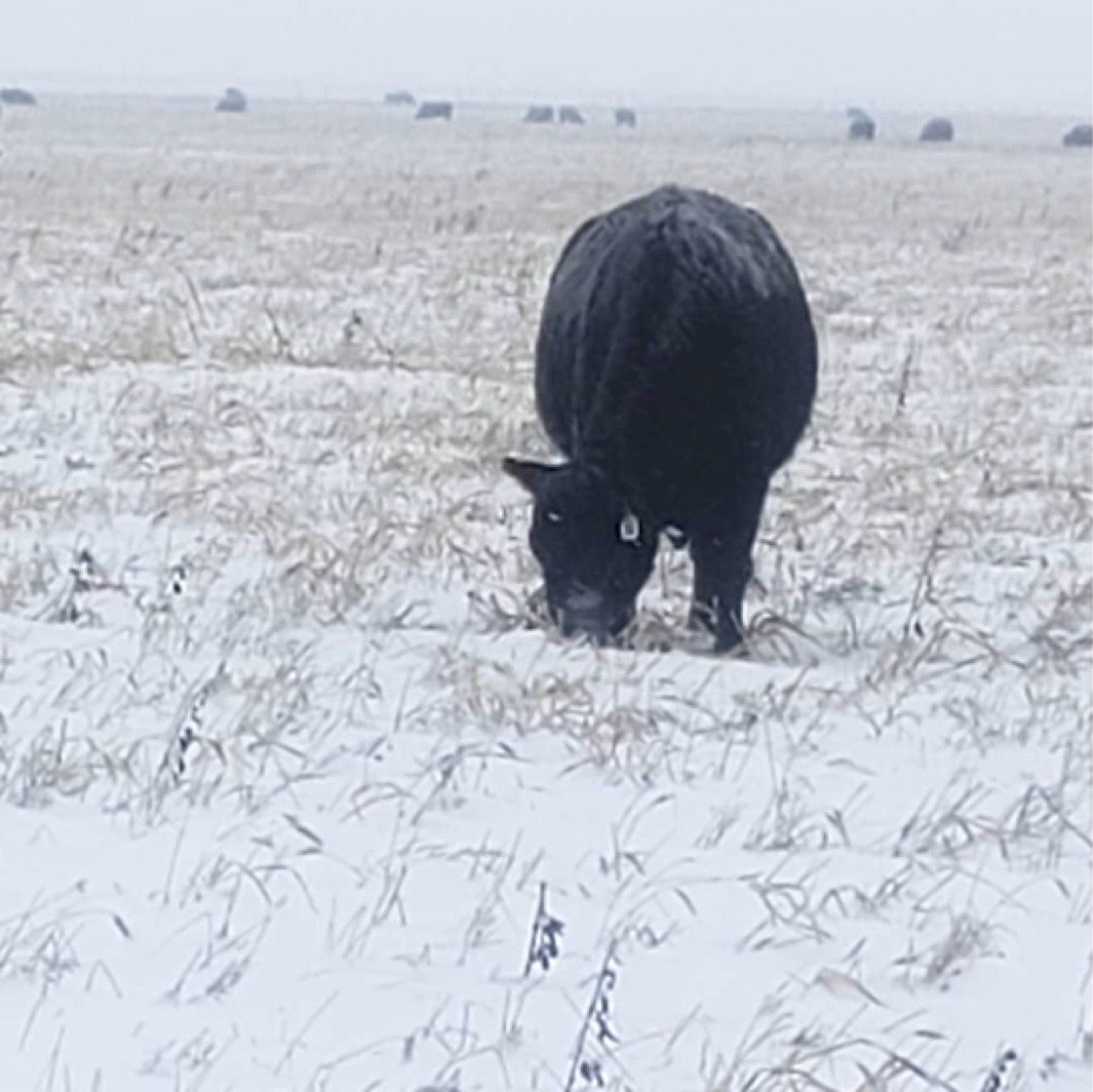 Cows are grazing grassy stubble, with snow on the ground that appears to be an inch or two.