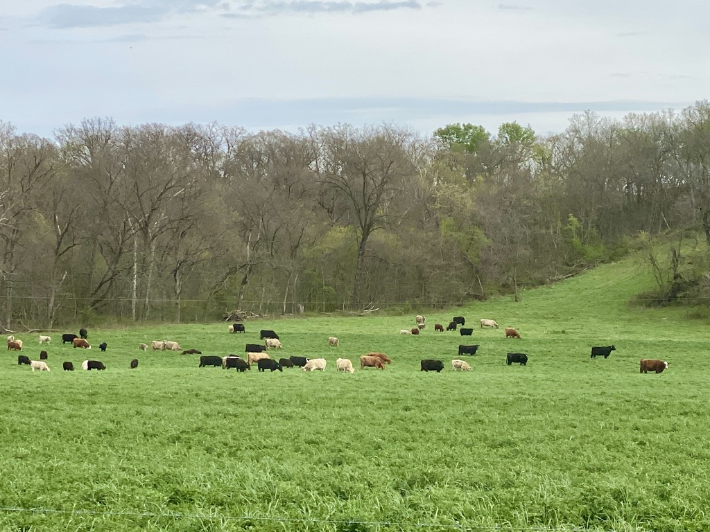 a lush green field with a herd of cows grazing in the distance against a tree line