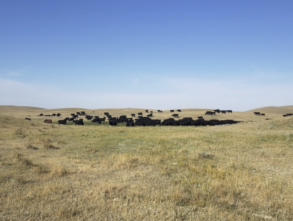 A wide angle shot of a summer rangeland with a herd of cattle in the distance.