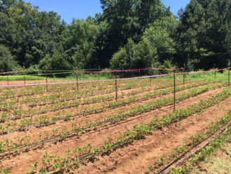 green bean trials green bean trials