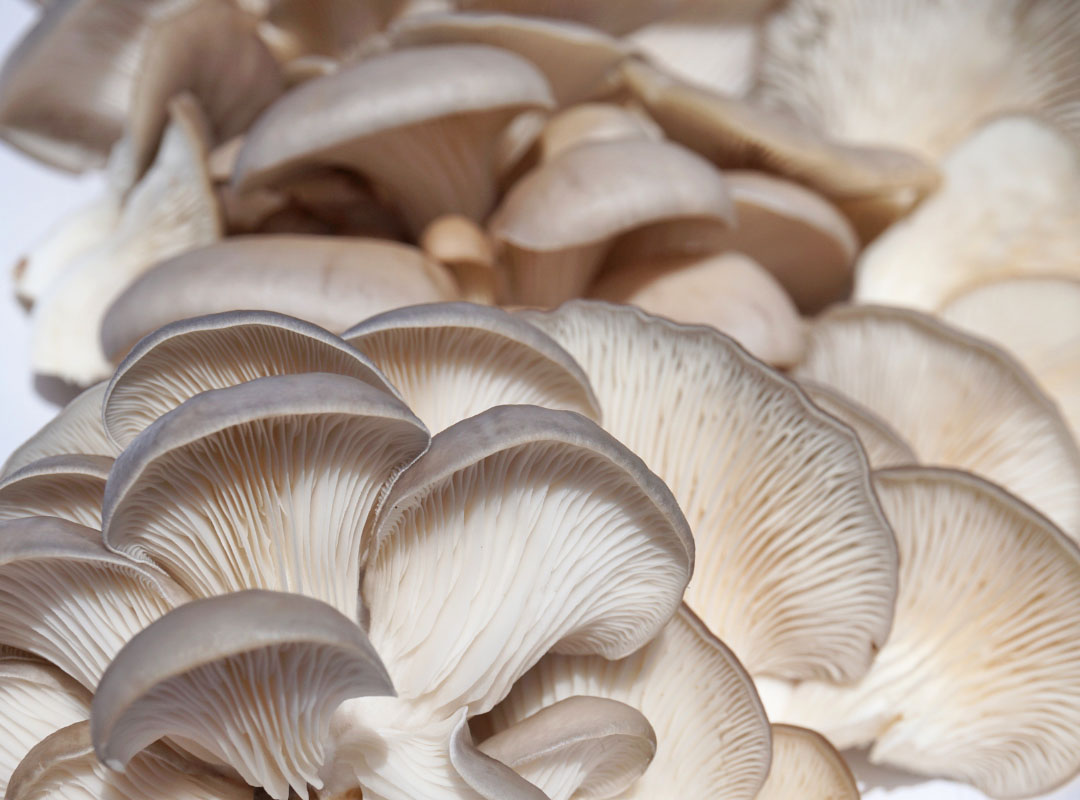 Close up of grey oyster mushrooms