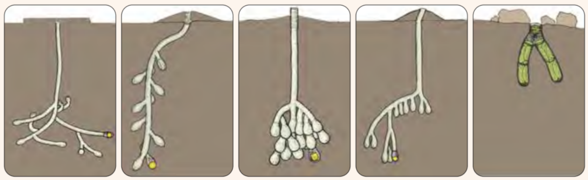 Comparison of solitary bee ground-nest depths drawing. 