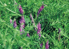 hairy vetch in a green field