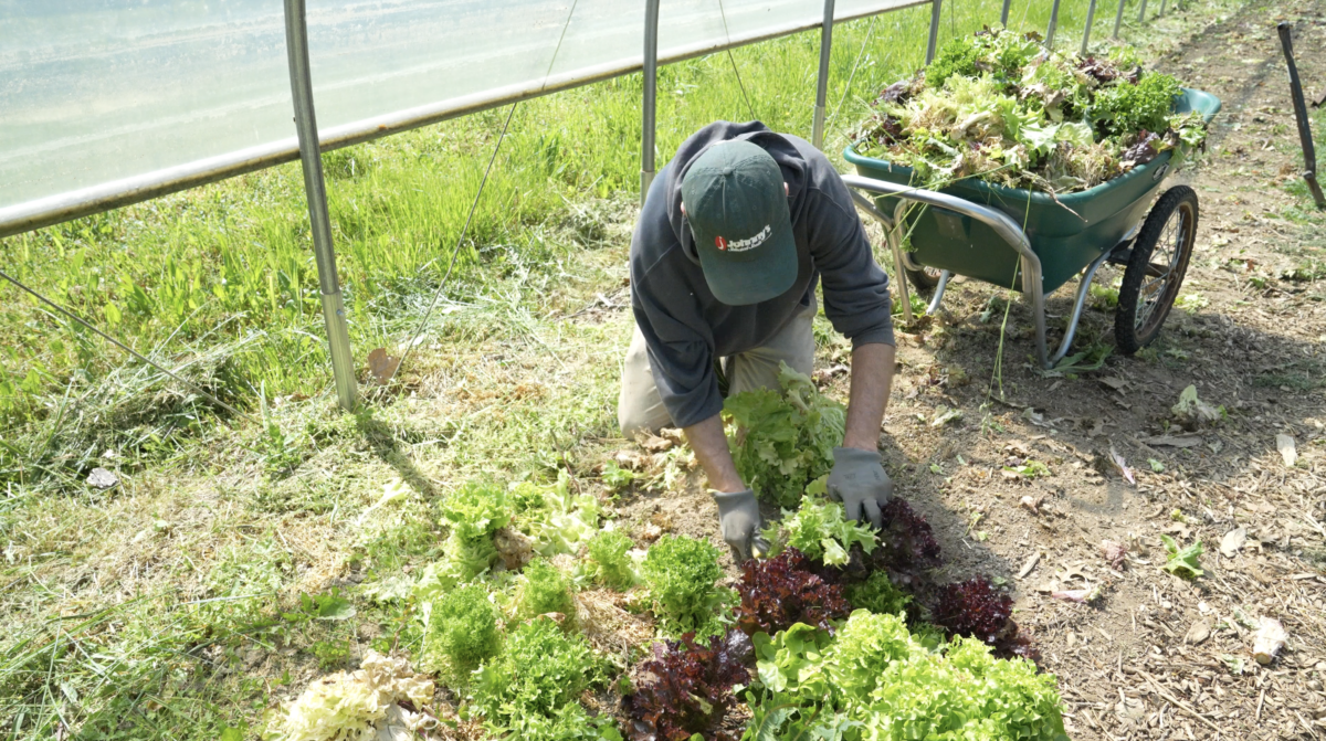 A person is kneeling at a bed of lettuce and is cutting out a plant. Behind them is a wheelbarrow loaded with lettuce plants