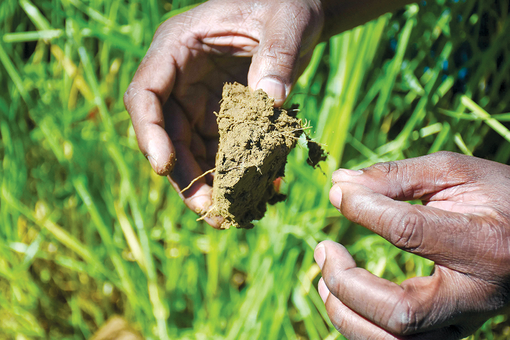 Close up of hands holding a piece of soil in a green field