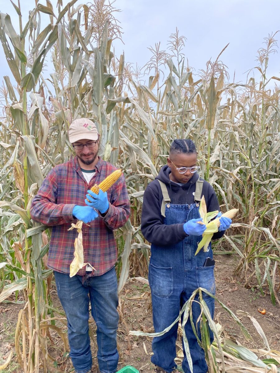 Two people inspecting corn in the middle of tall stalks