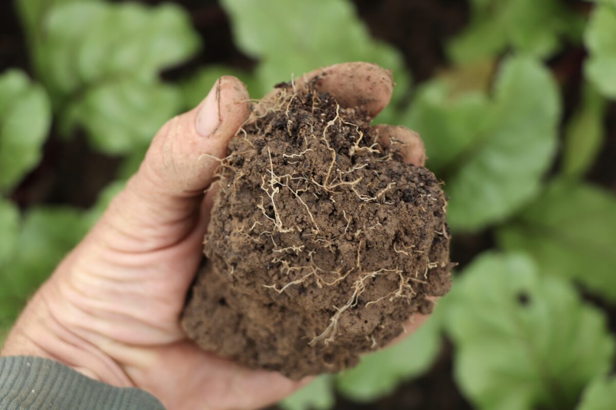 A hand holding a clump of soil that has many plant roots going through it