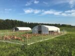 small hen shelters surrounded by fence attached to white PVC pipe in a green pasture