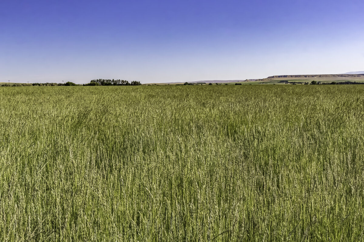 A panorama of a field