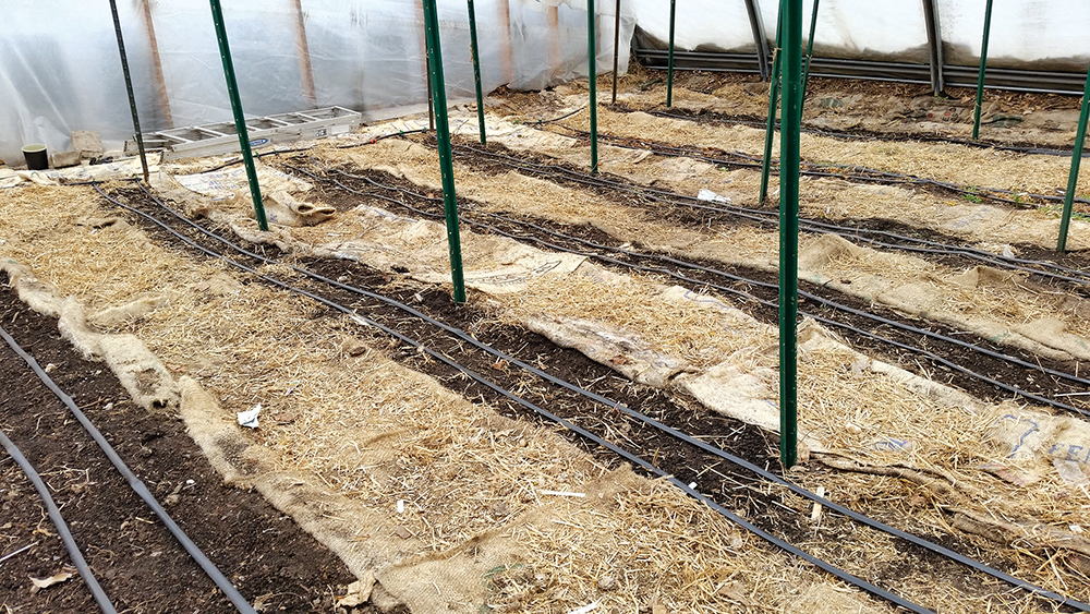 Beds of straw inside of a high tunnel