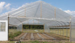 high tunnel with crop rows inside