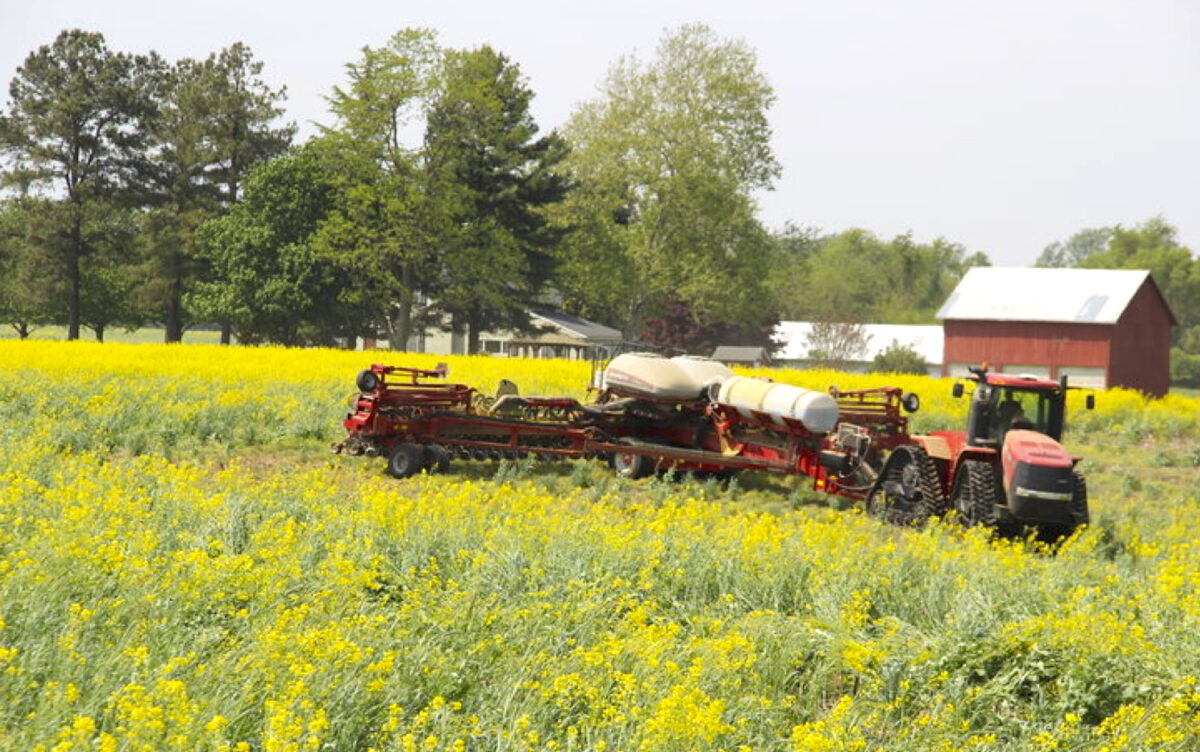 A tractor is pulling a large implement through a field where a tall mix of cover crops are growing, with the rapeseed and perhaps other species at the flowering stage.