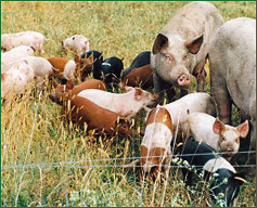 Iowa producer Tom Frantzen employs pasture and cropland in managed grazing strips that allow him to produce a 30-pound feeder pig