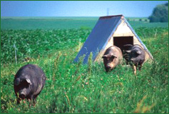 In a well-managed farrow-to-finish pasture system, producers can net more than $10 per pig, according to Texas Tech University.