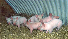 Deep-straw systems provide natural warmth for hogs and require far less financial investment and risk than typical confinement approaches.