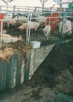 In a well-managed farrow-to-finish pasture system, producers can net more than $10 per pig, according to Texas Tech University.