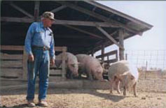 Marion Storm, a Bosworth, moves his 100 sows and piglets through a series of barns with access to pasture.